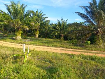 VENTA FINCA PALMERA Y GANADERA BARRANCABERMEJA