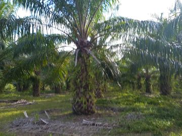 VENTA FINCA PALMERA Y GANADERA BARRANCABERMEJA