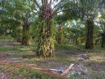 VENTA FINCA PALMERA Y GANADERA BARRANCABERMEJA
