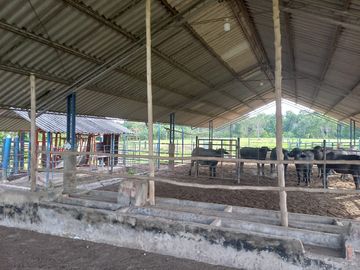 VENTA FINCA PALMERA Y GANADERA BARRANCABERMEJA