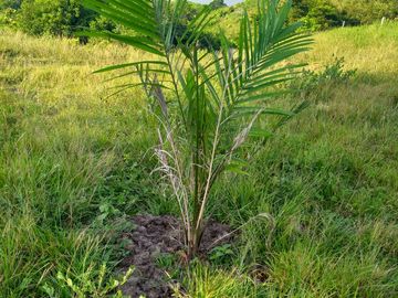 VENTA FINCA PALMERA Y GANADERA BARRANCABERMEJA