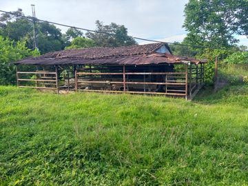 VENTA FINCA PALMERA Y GANADERA BARRANCABERMEJA