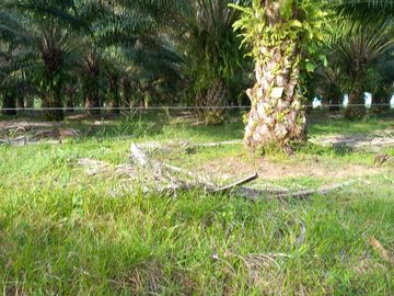 VENTA FINCA PALMERA Y GANADERA BARRANCABERMEJA