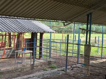 VENTA FINCA PALMERA Y GANADERA BARRANCABERMEJA