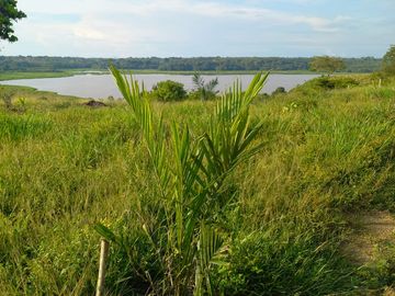 VENTA FINCA PALMERA Y GANADERA BARRANCABERMEJA