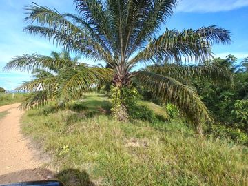VENTA FINCA PALMERA Y GANADERA BARRANCABERMEJA