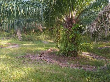 VENTA FINCA PALMERA Y GANADERA BARRANCABERMEJA