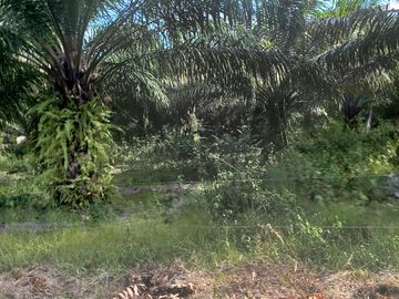 VENTA FINCA PALMERA Y GANADERA BARRANCABERMEJA