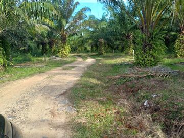 VENTA FINCA PALMERA Y GANADERA BARRANCABERMEJA