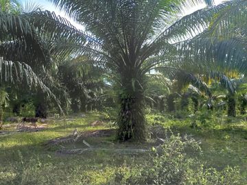 VENTA FINCA PALMERA Y GANADERA BARRANCABERMEJA