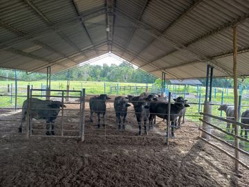 VENTA FINCA PALMERA Y GANADERA BARRANCABERMEJA