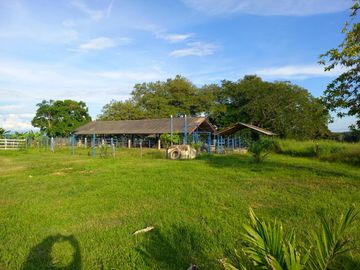 VENTA FINCA PALMERA Y GANADERA BARRANCABERMEJA