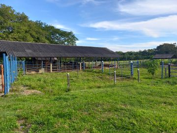 VENTA FINCA PALMERA Y GANADERA BARRANCABERMEJA