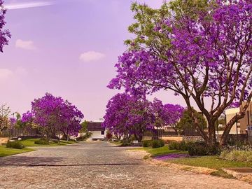Espectacular Terreno en venta Arauca 2, Zapopan, Jalisco, Lote 222 superficie de terreno 383.113 m², zona Valle Real, Mitica, Olivos