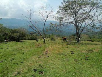 Venta Finca Ganadera Granada Antioquia