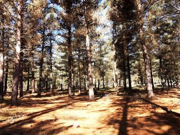 Hacienda Algarrobo, parcelas planas con rol, red de luz y agua