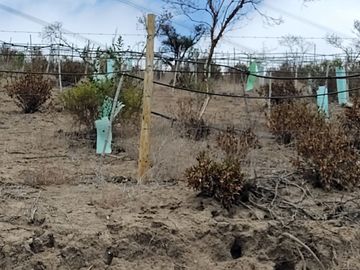SE VENDE TERRENO LADERA DE CERRO LA BATALLA ,CALERA DE TANGO DE 5.500 M2 EN 1.000  UF