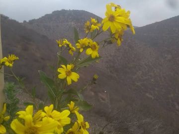 SE VENDE TERRENO LADERA DE CERRO LA BATALLA ,CALERA DE TANGO DE 5.500 M2 EN 1.000  UF