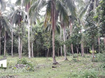 9,141 SQM FARM WITH 300 FRUIT TREES FOR SALE IN DOLORES, SAN PABLO, LAGUNA