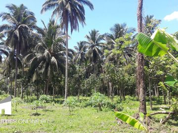 9,141 SQM FARM WITH 300 FRUIT TREES FOR SALE IN DOLORES, SAN PABLO, LAGUNA