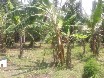 9,141 SQM FARM WITH 300 FRUIT TREES FOR SALE IN DOLORES, SAN PABLO, LAGUNA