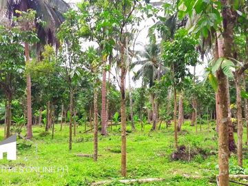 9,141 SQM FARM WITH 300 FRUIT TREES FOR SALE IN DOLORES, SAN PABLO, LAGUNA