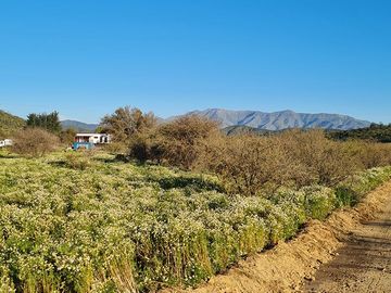 OFERTA UNICA, solo 7 parcelas de 20.000 m2, precio irrepetible!