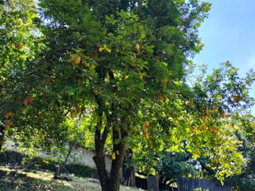 Hermosa propiedad con amplio jardín en Tepoztlán, Morelos rodeada de árboles frutales