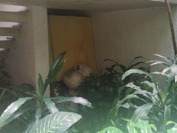 En venta agradable casa en Prado Coapa, Tlalpan
