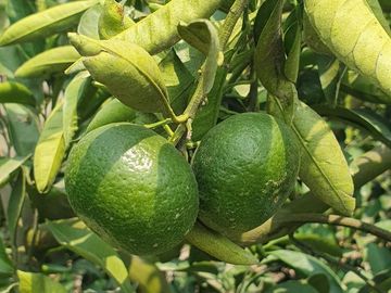 VENDO TERRENO AGRICOLA A 13 minutos del centro de Huaral y 35m del MegaPuerto de Chancay