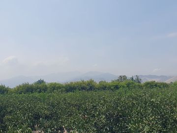 VENDO TERRENO AGRICOLA A 13 minutos del centro de Huaral y 35m del MegaPuerto de Chancay