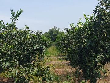 VENDO TERRENO AGRICOLA A 13 minutos del centro de Huaral y 35m del MegaPuerto de Chancay