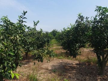 VENDO TERRENO AGRICOLA A 13 minutos del centro de Huaral y 35m del MegaPuerto de Chancay