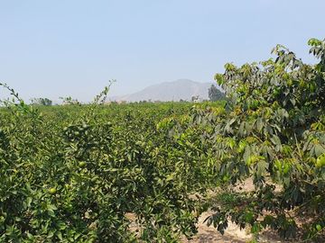 VENDO TERRENO AGRICOLA A 13 minutos del centro de Huaral y 35m del MegaPuerto de Chancay