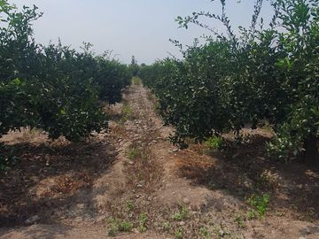 VENDO TERRENO AGRICOLA A 13 minutos del centro de Huaral y 35m del MegaPuerto de Chancay