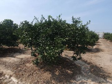 VENDO TERRENO AGRICOLA A 13 minutos del centro de Huaral y 35m del MegaPuerto de Chancay