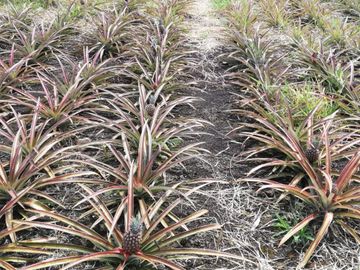 FINCA LA BONITA DE VENTA EN PALORA-MORONA SANTIAGO
