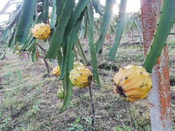 FINCA LA BONITA DE VENTA EN PALORA-MORONA SANTIAGO