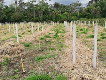 FINCA LA BONITA DE VENTA EN PALORA-MORONA SANTIAGO