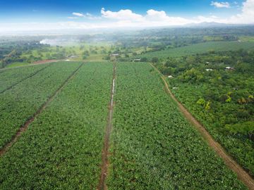 N03 - Bananera en Venta - Hacienda 100 hectáreas - Manabí - Calceta