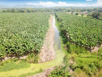 N03 - Bananera en Venta - Hacienda 100 hectáreas - Manabí - Calceta