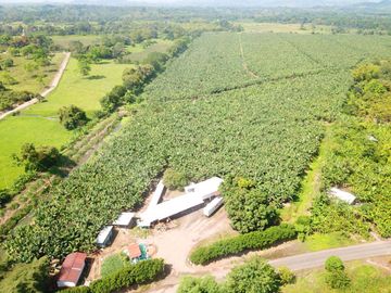 N03 - Bananera en Venta - Hacienda 100 hectáreas - Manabí - Calceta