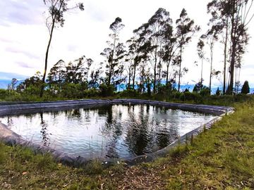 Venta Hacienda Imbabura Urcuquí 71.5 Has