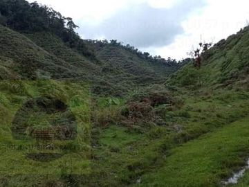 Venta Finca Productiva Concepción Antioquia