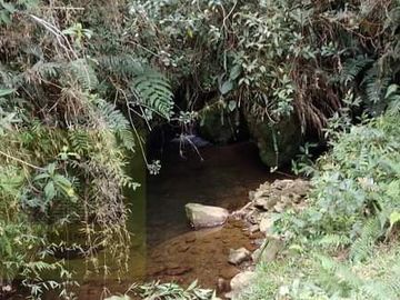 Venta Finca Productiva Concepción Antioquia