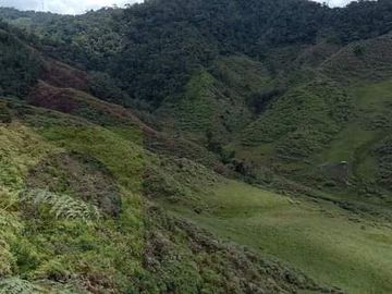 Venta Finca Productiva Concepción Antioquia