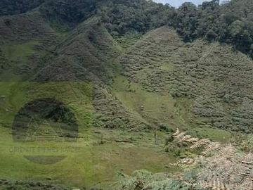 Venta Finca Productiva Concepción Antioquia
