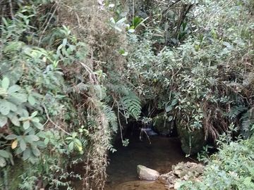 Venta Finca Productiva Concepción Antioquia