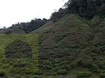 Venta Finca Productiva Concepción Antioquia