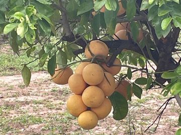 HUERTA DE CITRICOS EN VENTA EN CADEREYTA JIMENEZ NUEVO LEON, SAN JUAN LAS TRANCAS, EN PRODUCCION 90.3919 HAS, DE UN TOTAL DE 110 HAS O MÁS